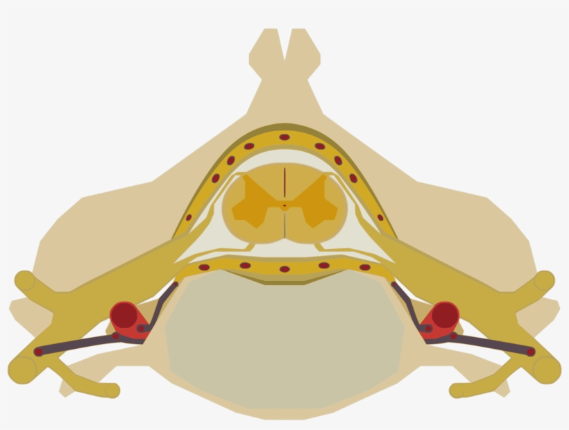 Open - Spinal Cord Png, transparent png #2050852