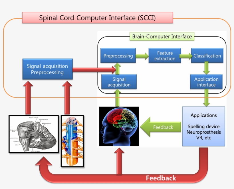 Spinal Cord Computer Interface - Human Brain, transparent png #2050873