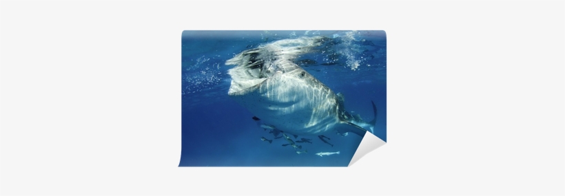 Shark, transparent png #2050906