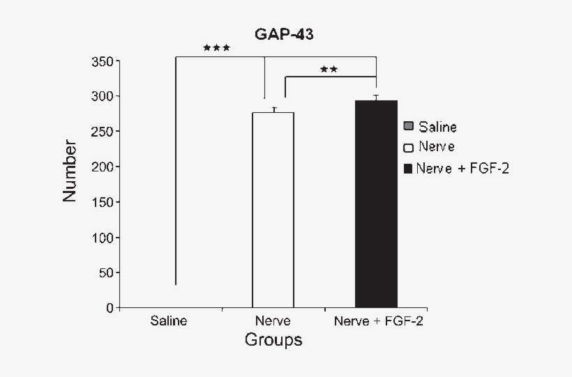 Distribution Of Gap-43 Immunoreactivity At The Epicenter - Spinal Cord, transparent png #2050956