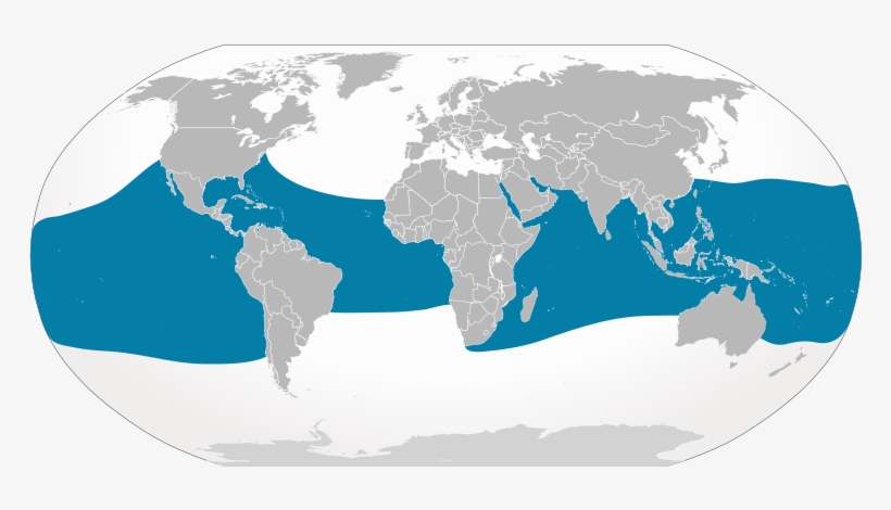 Whale Sharks In Nature - Map Of Where Whale Sharks Live, transparent png #2051065