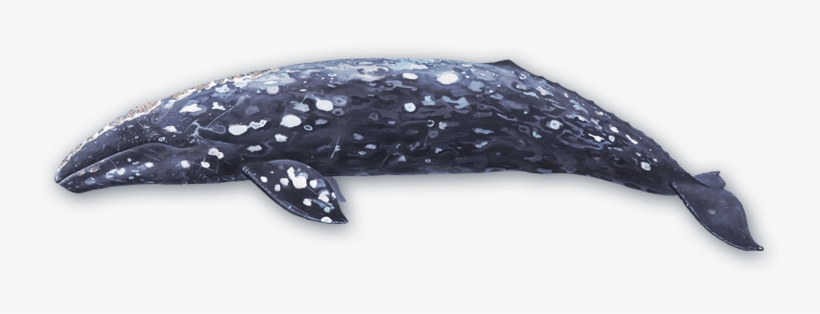 Gray Whale, transparent png #2051146