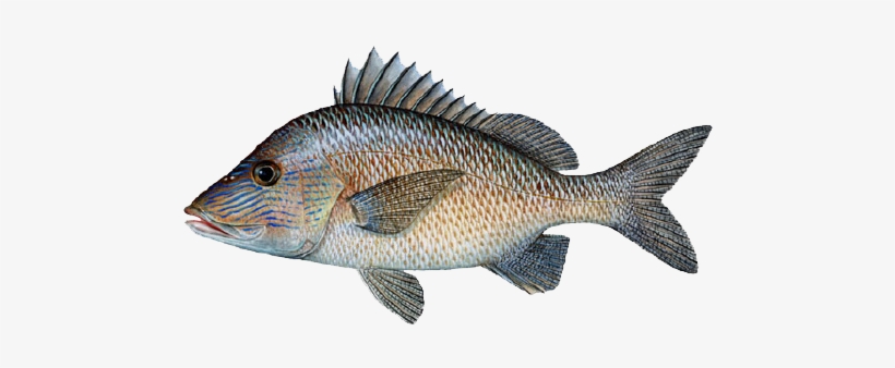 New Crew Mohawk White Clip Royalty Free Library - Grunt Fish, transparent png #2051784