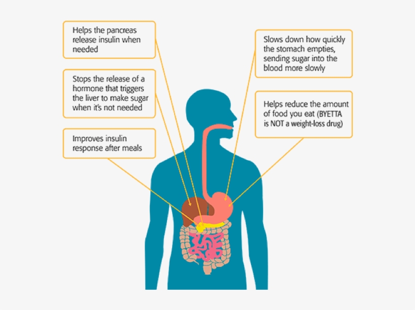 /us/157 Byetta Com/en/us/type 2 Diabetes Medication/how - Exenatide, transparent png #2052191
