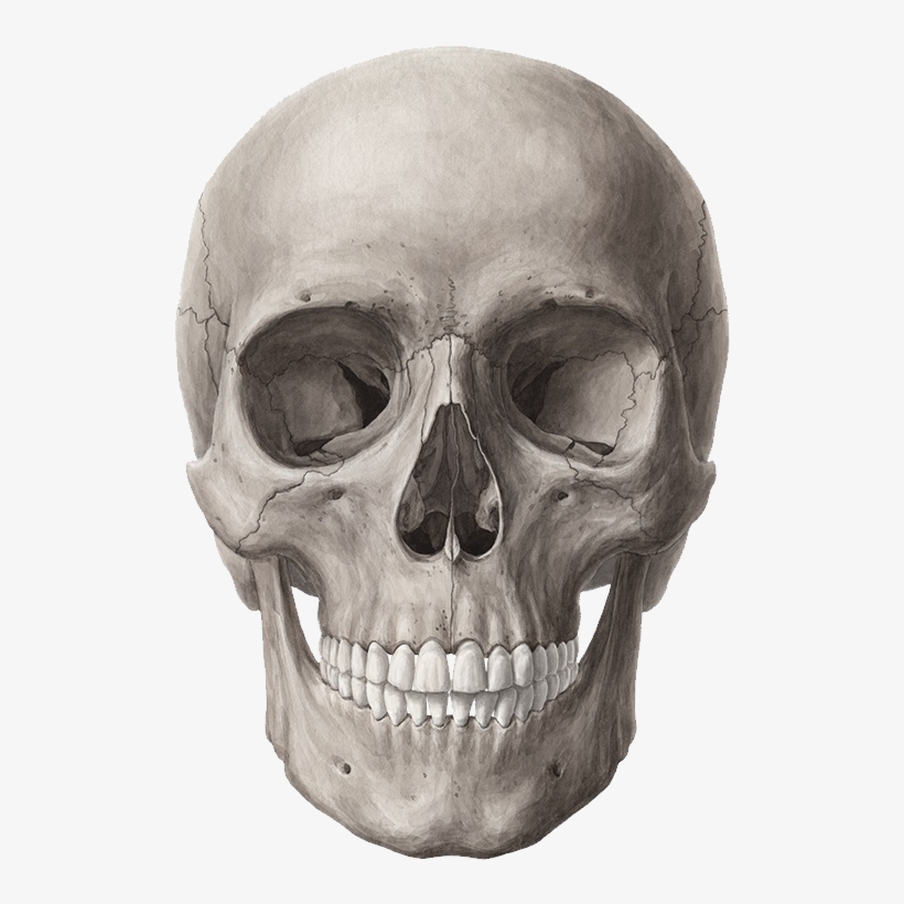Download Transparent Png - Skull Anatomy, transparent png #2054099