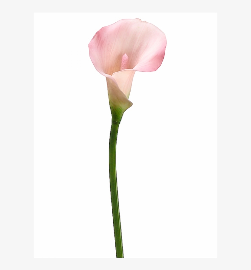Painting, transparent png #2054355