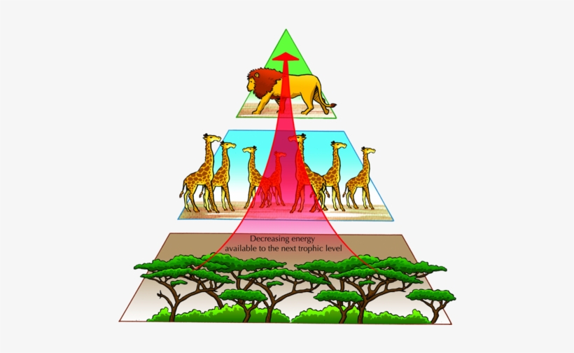 Natural Sciences Grade - Pyramid Of Nature Balance, transparent png #2056317