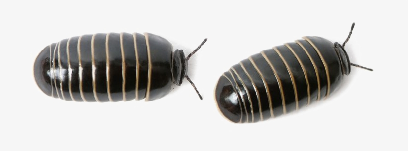 Pill Bugs Png Image - Pillbug Png, transparent png #2057585