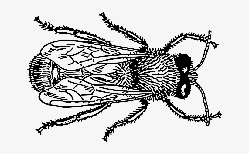 Drawn Bugs Draw - Insect Drawing Png, transparent png #2057659