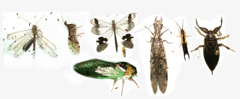 Owlfly, Mantisfly, Antlion, transparent png #2057685