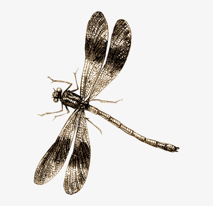 Drawn Bugs Dragonfly - Vintage Dragonfly Illustration, transparent png #2057833