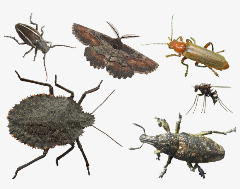 Insects, Various, Insect, Bug, Bugs, Isolated - Insect, transparent png #2057938
