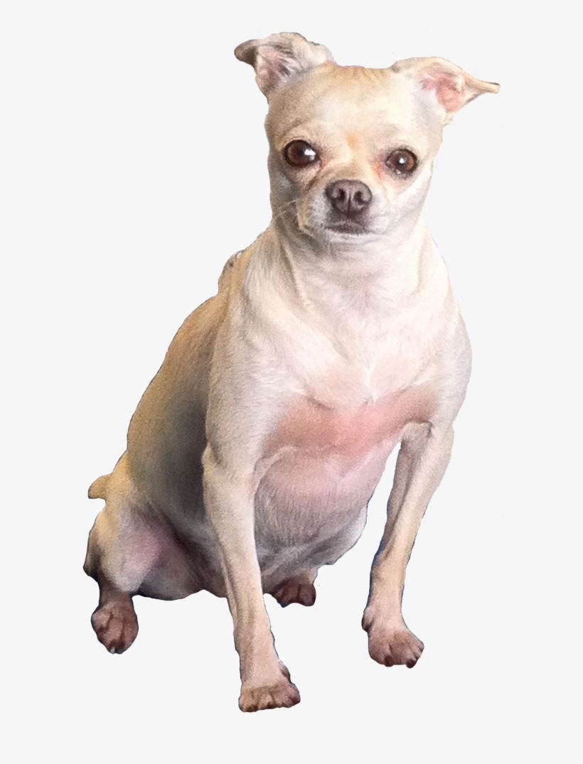 Chubby Chi - Fat Chihuahua Transparent, transparent png #2057975