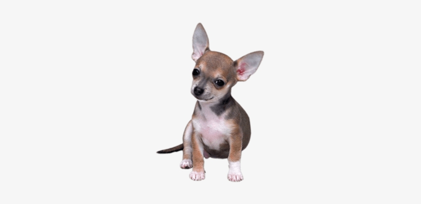 Clip Art Transparent Download Dogs Png Images Page - Transparent Background Small Dog Png, transparent png #2058028