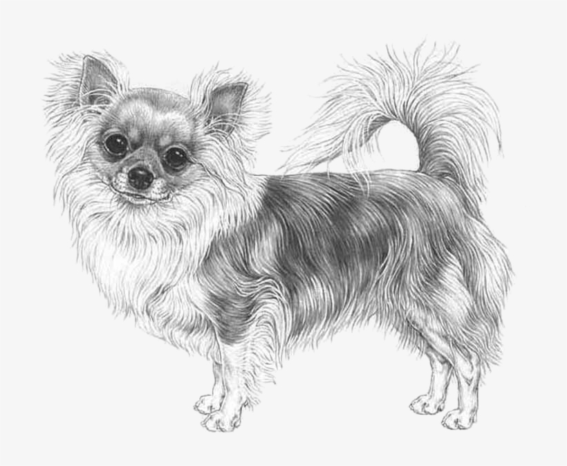 Chihuahua, Long Coat - Long Haired Chihuahua Drawing, transparent png #2058103