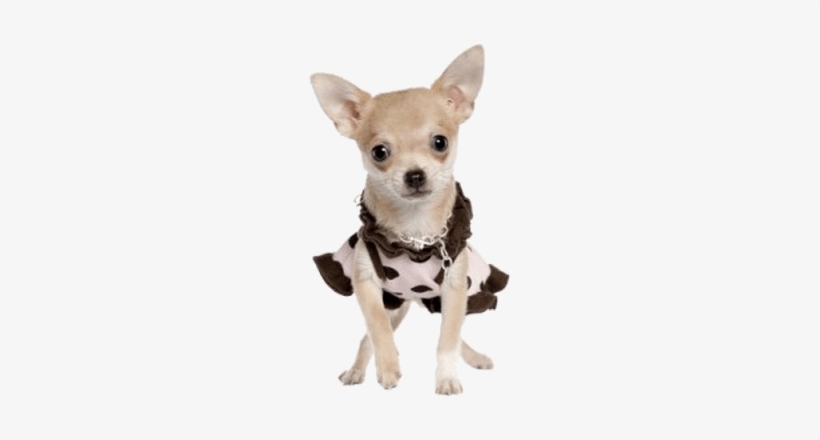 Chihuahua Transparent, transparent png #2058280