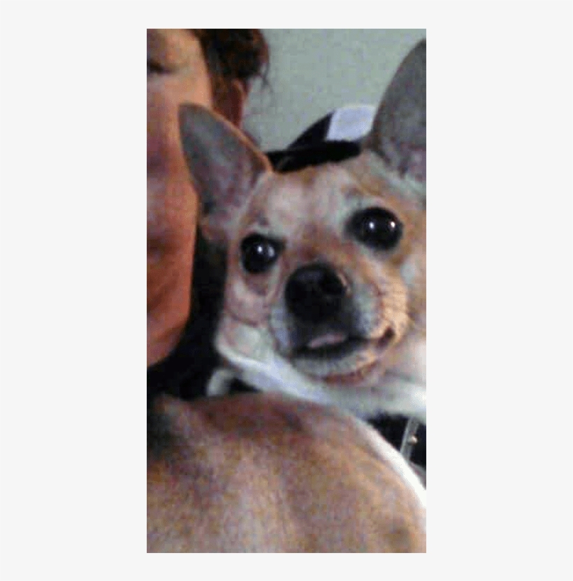 Pansy Is A Really Sweet And Loving Chihuahua X Fox - Chihuahua, transparent png #2058323