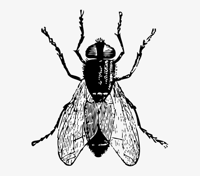 Mosquito, Black, Outline, Drawing, White, Cartoon, - Fly Clip Art, transparent png #2058350