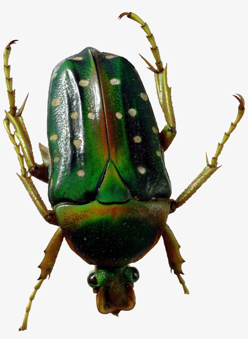 Bugs Png Clipart - Green Bug Png, transparent png #2058385
