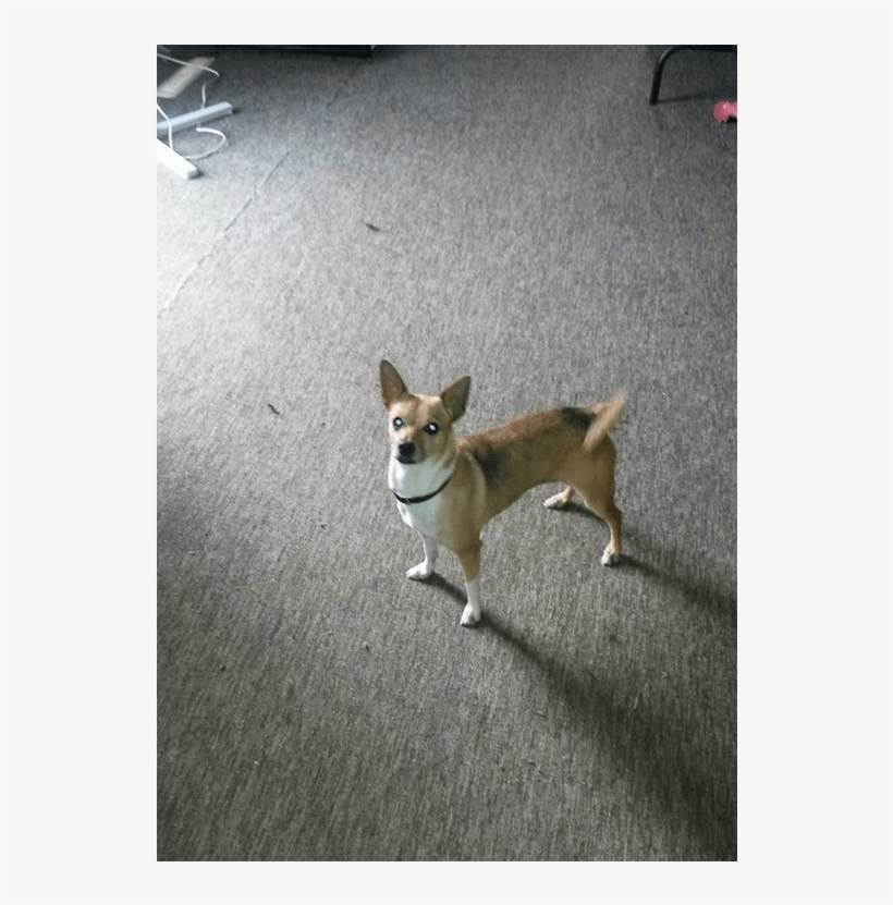 Pansy Is A Really Sweet And Loving Chihuahua X Fox - Chihuahua, transparent png #2058408