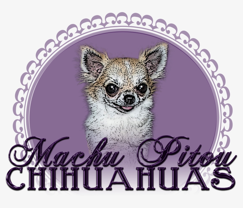 Élevage Machu Pitou Chihuahua - Chihuahua, transparent png #2058428