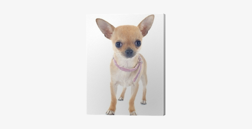 Dog, transparent png #2058487