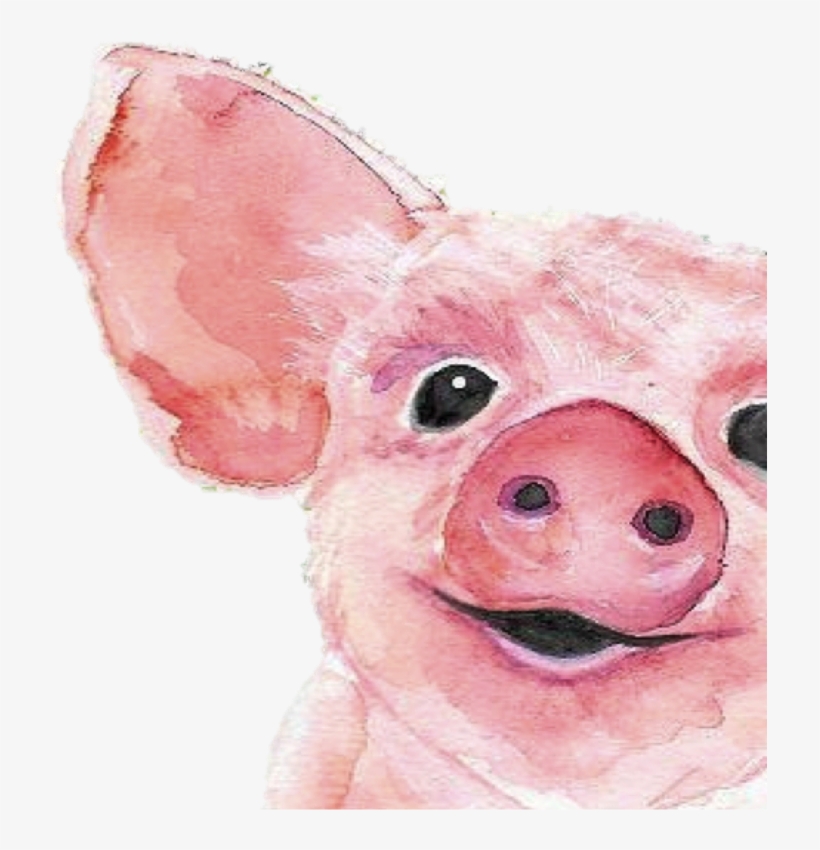 Domestic Pig, transparent png #2058785