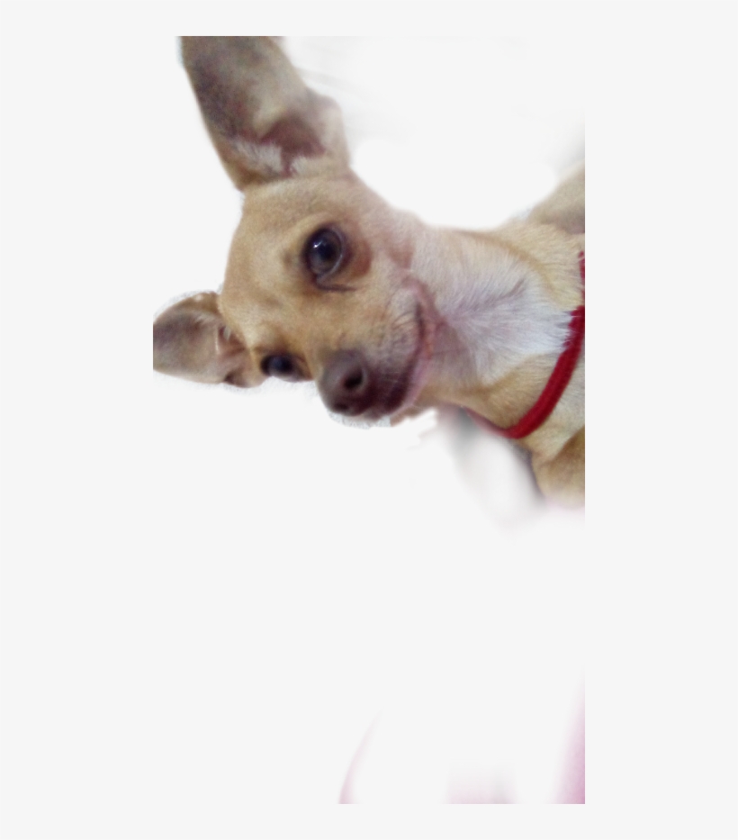 Chihuahua, transparent png #2058852