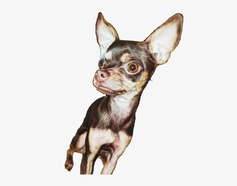 Chihuahua, transparent png #2058919