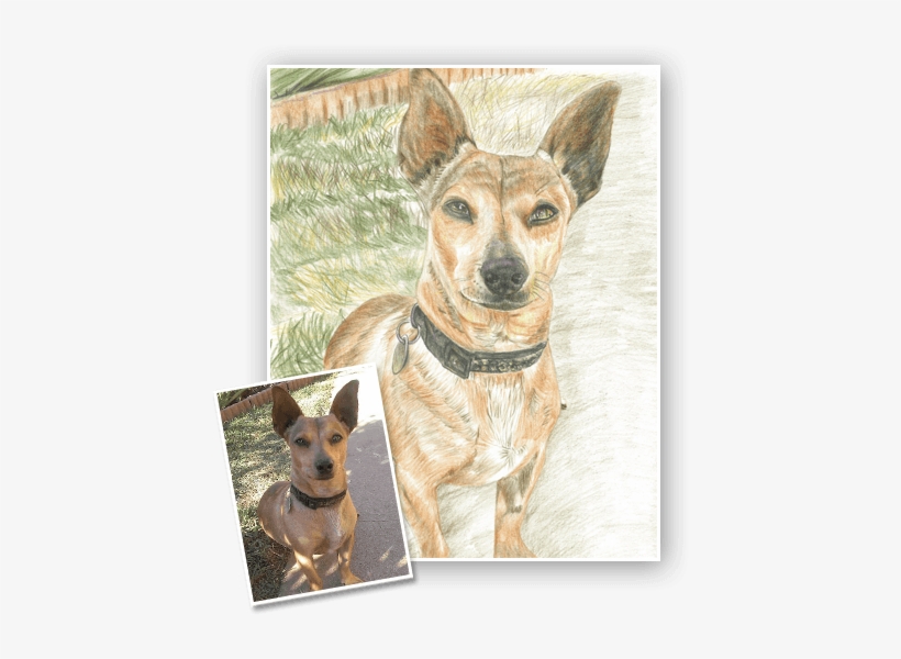 Choose Medium - Teddy Roosevelt Terrier, transparent png #2059098