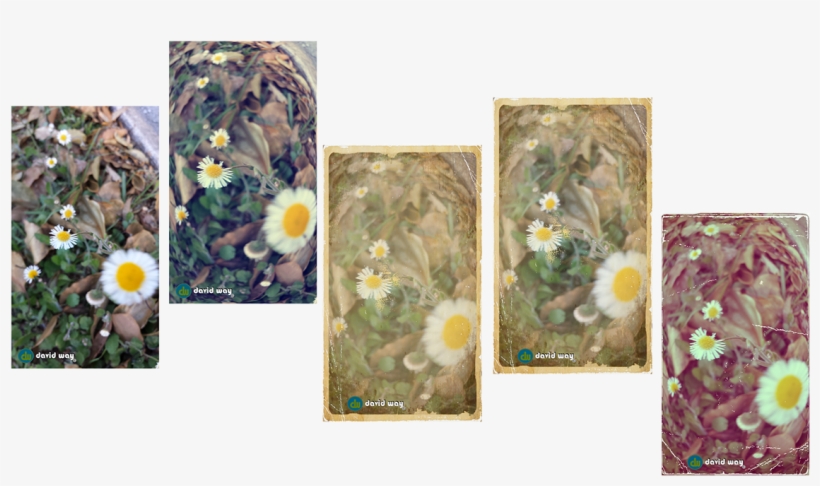 Original Picture Shot With Samsung Galaxy S4 - Chrysanths, transparent png #2059162