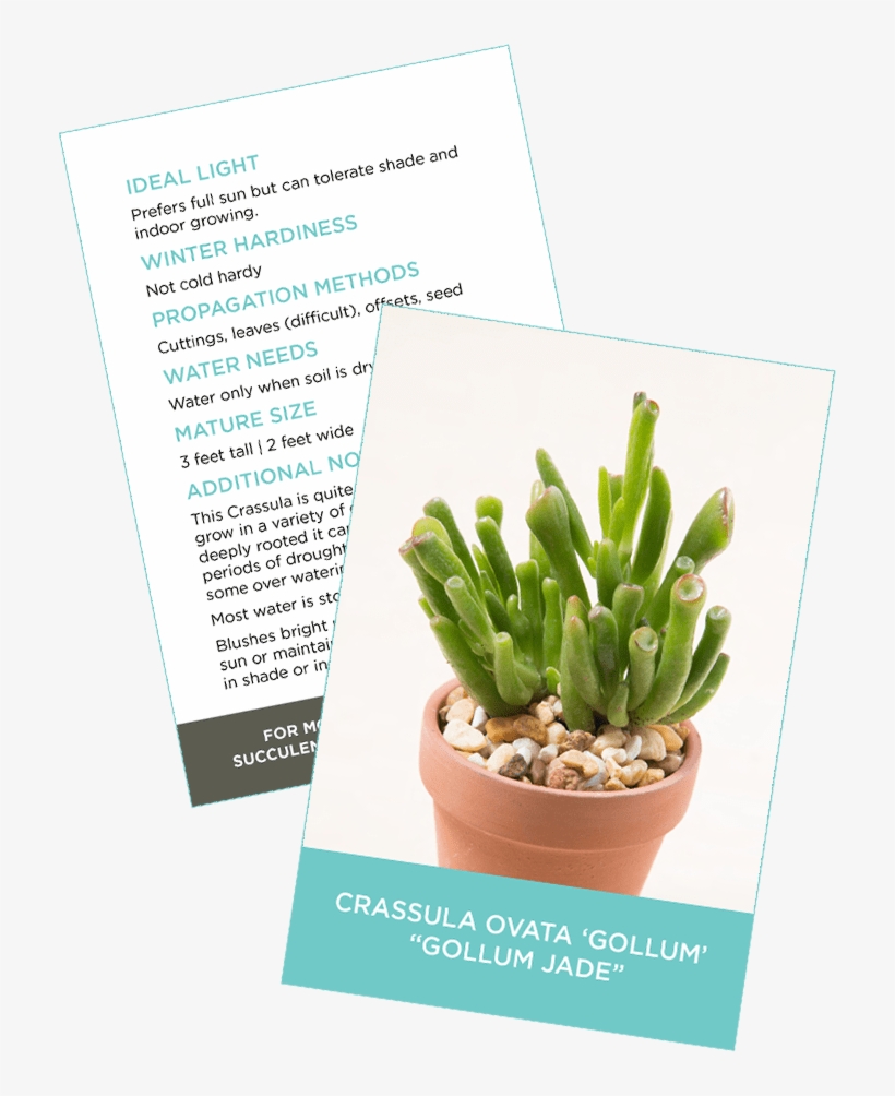 Downloadable Succulent Information And Id Card - Jade Plant, transparent png #2059400