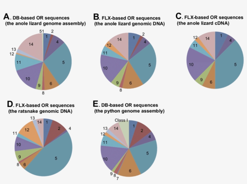 Relative Gene Composition Of Or Families Identified - Anoles, transparent png #2060405