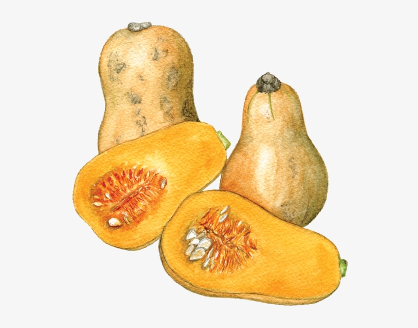 Waltham Butternut Squash - Butternut Squash, transparent png #2061655