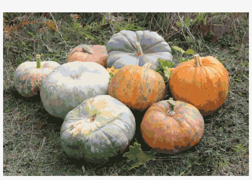 Cucurbita Squash Clipart Cucurbits Butternut Squash - Cucurbita Galeotti, transparent png #2062189