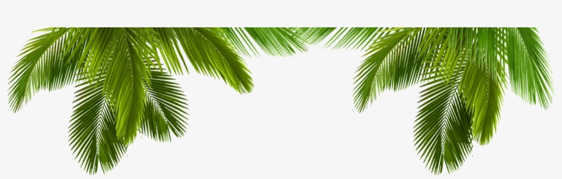 Palm Tree Tumblr Transparent Download - Life By Design 9781285130903 (paperback), transparent png #2062502