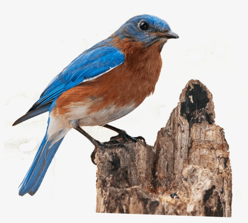 Finch On Broken Treetrunk - Eastern Blue Bird Transparent, transparent png #2062846
