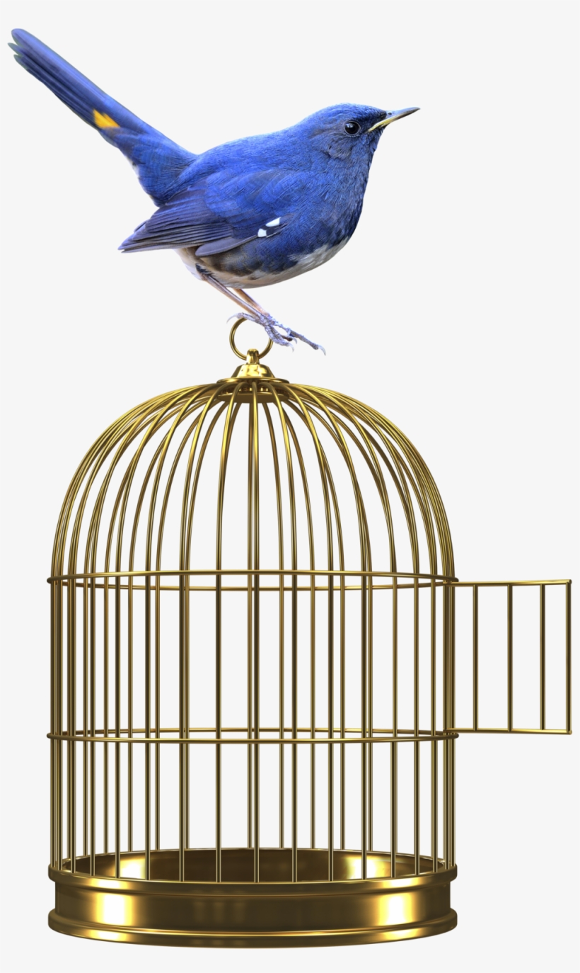 Web - Bird - Zygmunt Bauman | La Libertà | Bauman | Buch | Castelvecchi, transparent png #2062904