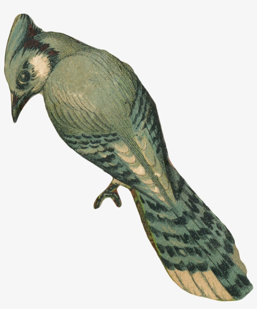 Vintage Faded Blue Jay Bird Art With Transparent Background - Vintage Bird Transparent Background, transparent png #2063165