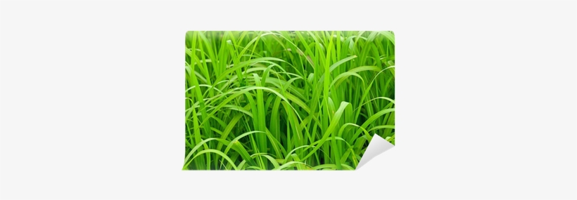 Close-up Of Pattern Of Long Green Grass - Sweet Grass, transparent png #2063229