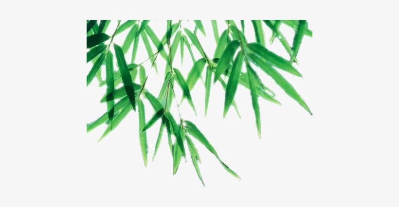 Bamboo Leaf Png Picture - Bamboo Leaves Transparent Background, transparent png #2063477