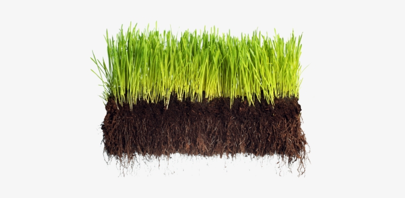 Wellness Bible: A No-bullshit Guide, transparent png #2063623