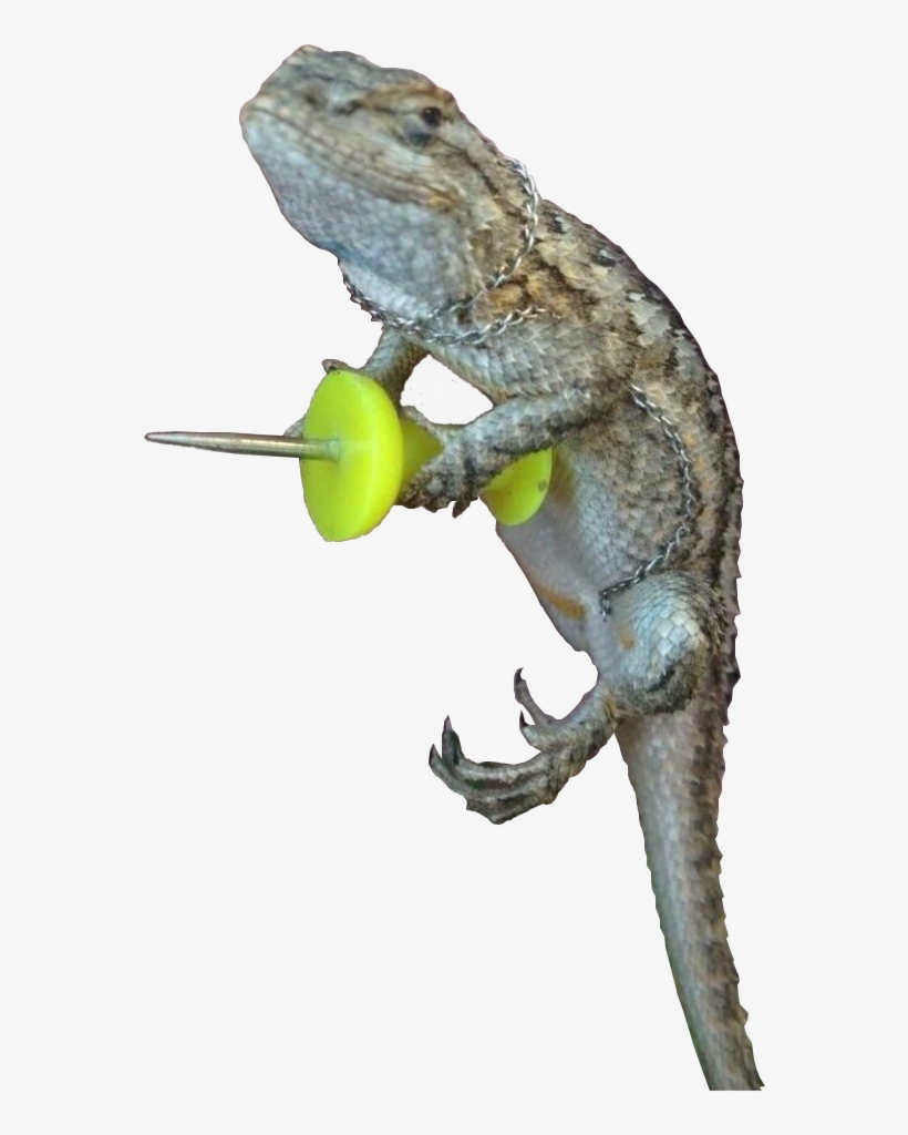 Animalghecko With A Push Pin - Gecko With A Push Pin, transparent png #2063695