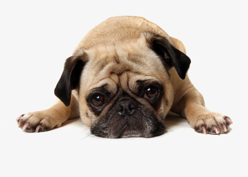 Thug Life Pug Transparent Background Png - Cafepress Got Coffee? Tile Coaster, transparent png #2064011