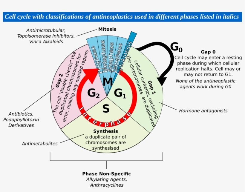 File - Cellcycle - Circle, transparent png #2065770