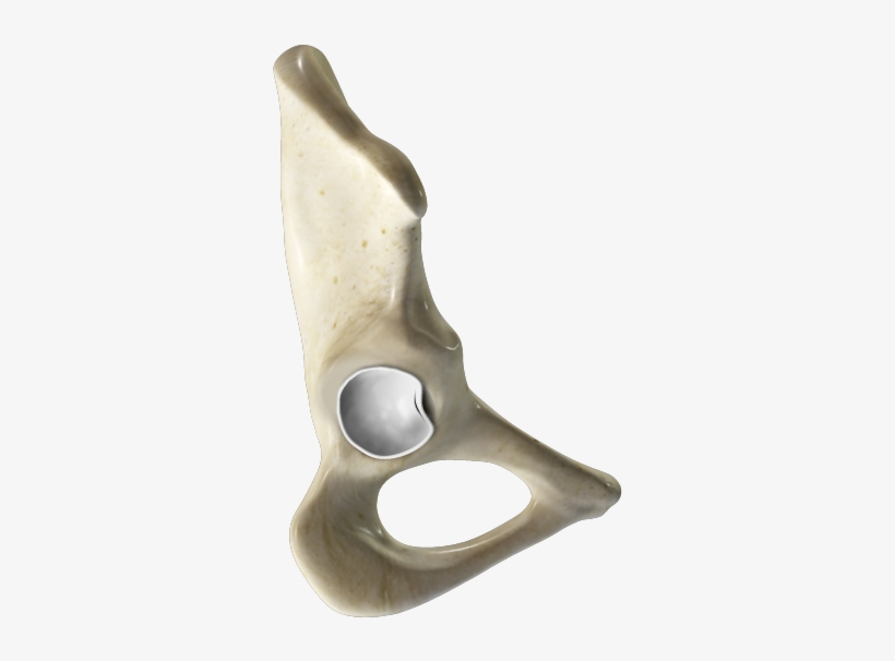 A Hip Labral Tear Is An Injury To The Labrum, The Cartilage - Acetabular Labrum, transparent png #2067335