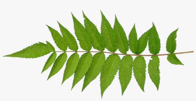 Go To Image - Leaf, transparent png #2067529
