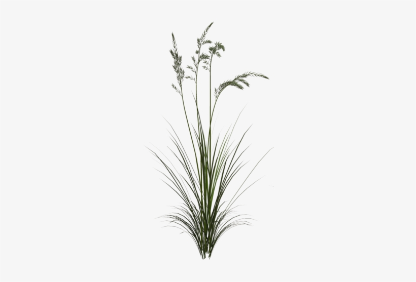 Tall Grass Texture Png - Sweet Grass - Free Transparent PNG Download - PNGkey