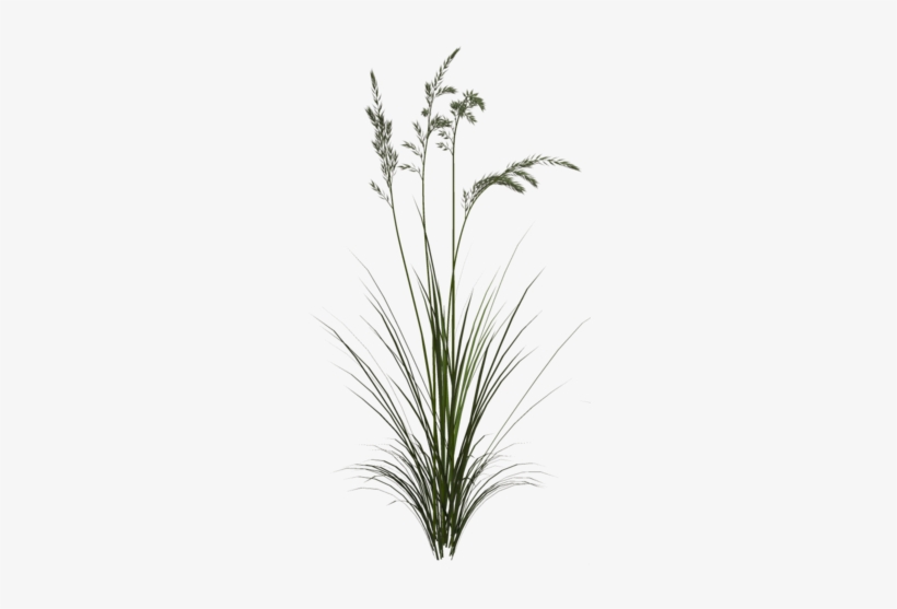 Tall Grass Texture Png - Sweet Grass, transparent png #2067805