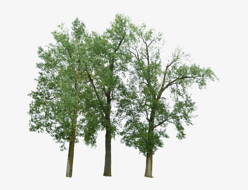 Tree, transparent png #2070437